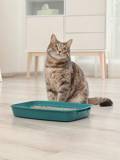 Aktif Karbonlu Kedi Kumu Kullanmanın Avantajları