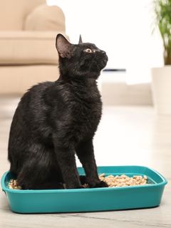 Aktif Karbonun Evcil Hayvan Kumlarında Kullanımı