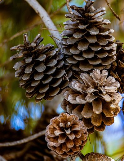 Kozalak Kabuğu Bazlı Aktif Karbon