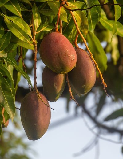Mango Çekirdeği Kabuğu Bazlı Aktif Karbon